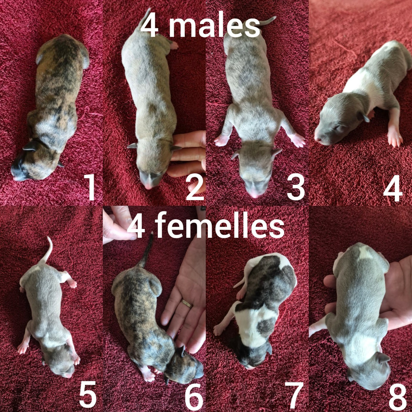Du Clos Bellis - Chiots disponibles - Whippet