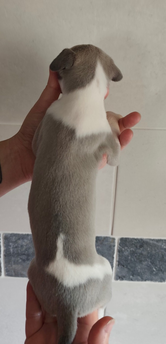Du Clos Bellis - Chiots disponibles - Whippet