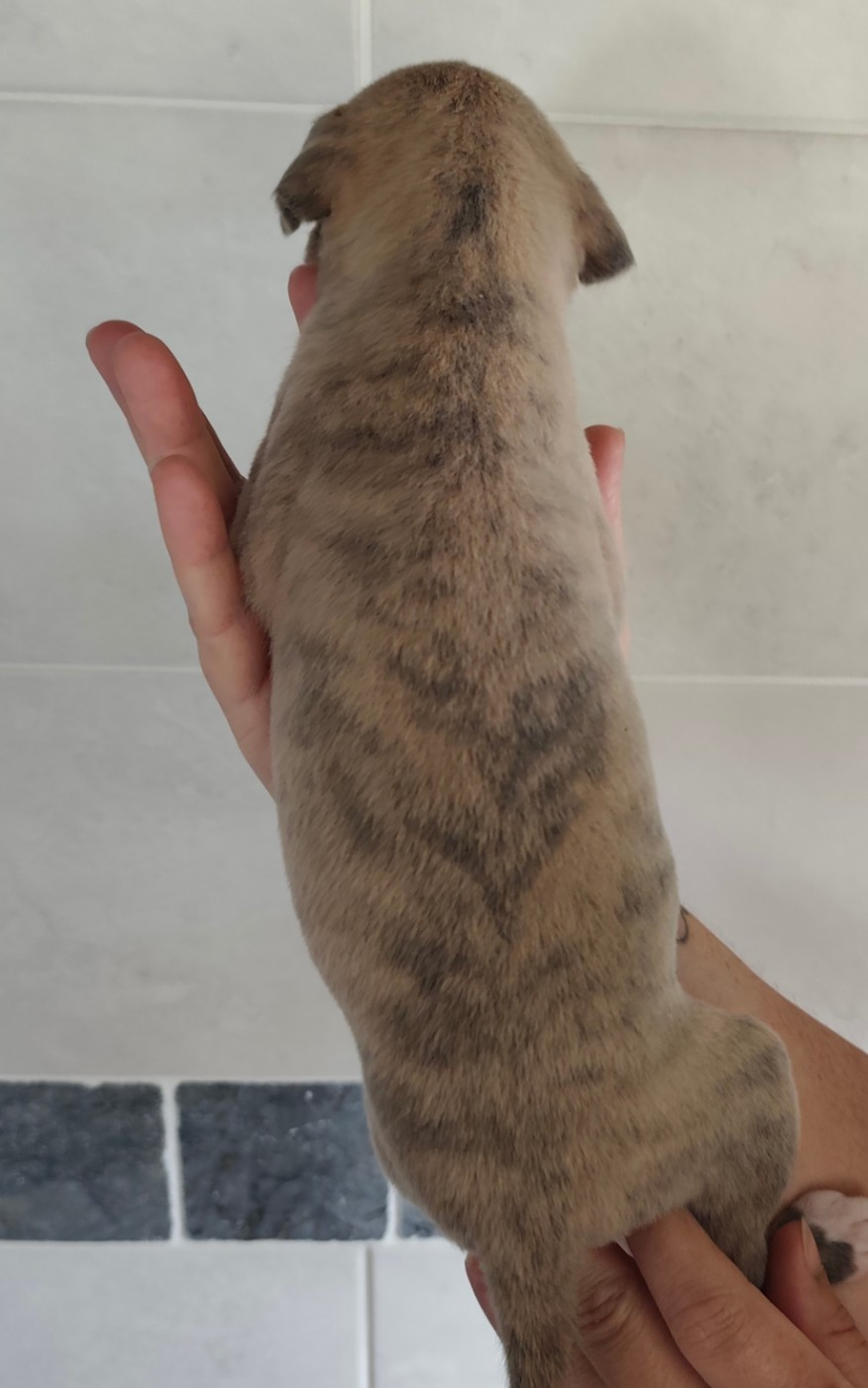 Du Clos Bellis - Chiots disponibles - Whippet