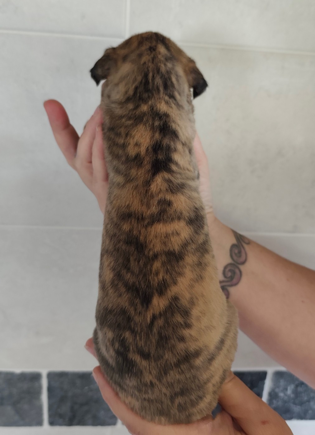 Du Clos Bellis - Chiots disponibles - Whippet
