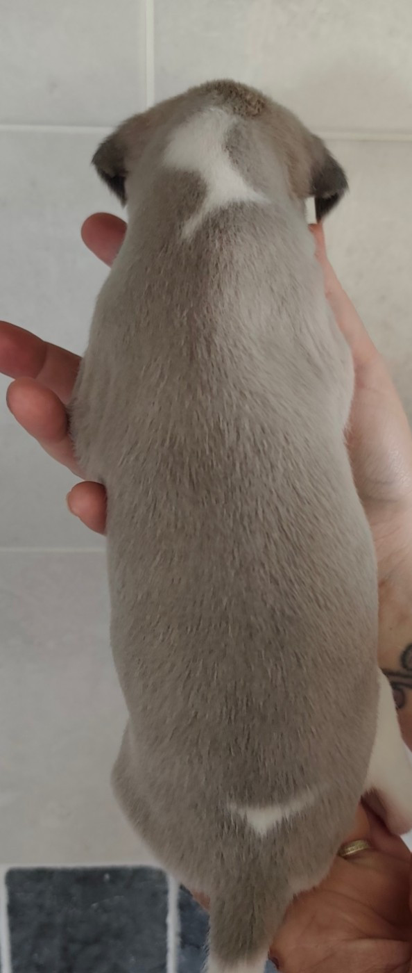 Du Clos Bellis - Chiots disponibles - Whippet