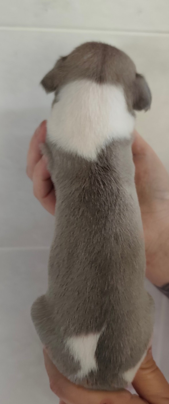 Du Clos Bellis - Chiots disponibles - Whippet
